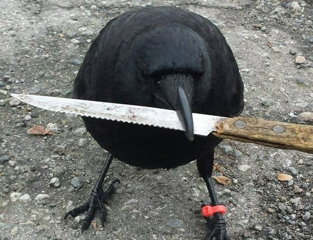 A crow with a tag on its leg holds.a steak knife in its beak.